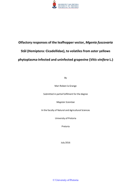 Olfactory Responses of the Leafhopper Vector, Mgenia Fuscovaria Stål