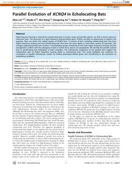 Parallel Evolution of KCNQ4 in Echolocating Bats