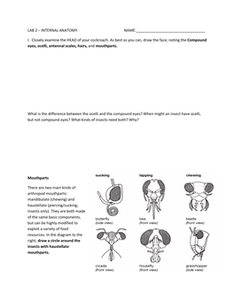 I. Closely Examine the HEAD of Your Cockroach. As Best As You Can, Draw the Face, Noting the Compound Eyes, Ocelli, Antennal Scales, Hairs, and Mouthparts