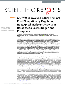 Ospin1b Is Involved in Rice Seminal Root Elongation by Regulating