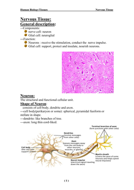 Nervous Tissue