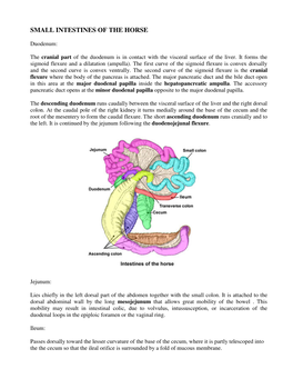 Small Intestines of the Horse