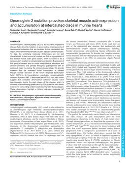 Desmoglein 2 Mutation Provokes Skeletal Muscle Actin Expression