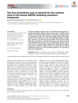 The First Intracellular Loop Is Essential for the Catalytic Cycle of the Human