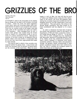 Grizzlies of the Brooks Range Are Smaller Than a Sow May Remain Together for a Few Days While Their Relatives at Lower Latitudes