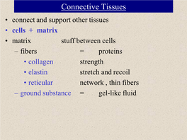 Connective Tissues