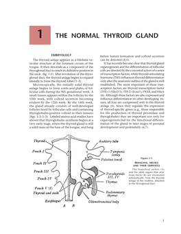 The Normal Thyroid Gland