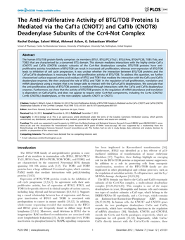 (CNOT7) and Caf1b (CNOT8) Deadenylase Subunits of the Ccr4-Not Complex