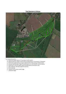 Tree Systems at Oxtons