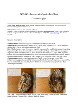 Crassostrea Gigas