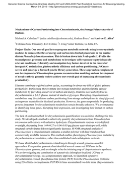 Mechanisms of Carbon Partitioning Into Chrysolaminarin, the Storage Polysaccharide of Diatoms