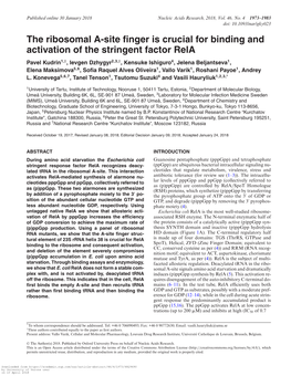 The Ribosomal A-Site Finger Is Crucial for Binding and Activation of The