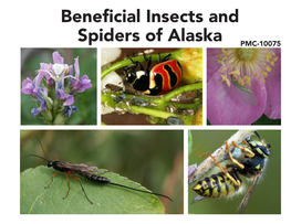 Beneficial Insects and Spiders of Alaska PMC-10075