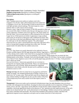 Southern Armyworm (Spodoptera Eridania (Cramer)) Yellowstriped Armyworm (Spodoptera Ornithogalli (Guenée))