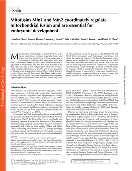 Mitofusins Mfn1 and Mfn2 Coordinately Regulate Mitochondrial Fusion And