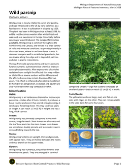 Wild Parsnip Pastinaca Sativa L.______