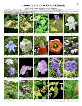 Géneros De SOLANACEAE De Colombia 1