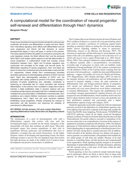 A Computational Model for the Coordination of Neural Progenitor Self-Renewal and Differentiation Through Hes1 Dynamics Benjamin Pfeuty*