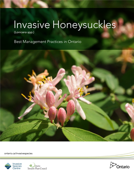 Invasive Honeysuckles (Lonicera Spp.)