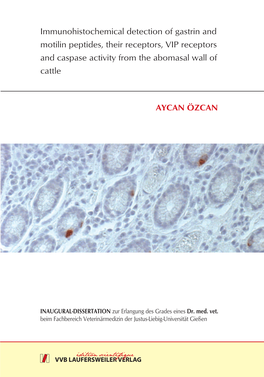 Immunohistochemical Detection of Gastrin and Motilin Peptides, Their Receptors, VIP Receptors and Caspase Activity from the Abomasal Wall of Cattle