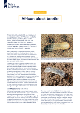 African Black Beetle