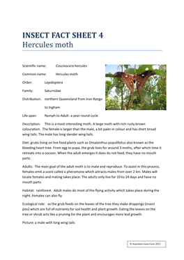 Hercules Moth