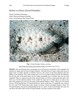 Bothus Ocellatus (Eyed Flounder)