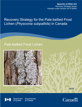 Pale-Bellied Frost Lichen (Physconia Subpallida) in Canada