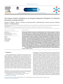 The Enzyme Carbonic Anhydrase As an Integral Component of Biogenic Ca-Carbonate ଝ Formation in Sponge Spicules