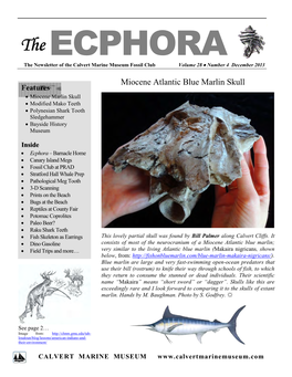 Miocene Atlantic Blue Marlin Skull Features  Miocene Marlin Skull  Modified Mako Teeth  Polynesian Shark Tooth Sledgehammer  Bayside History Museum