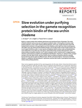 Slow Evolution Under Purifying Selection in the Gamete Recognition Protein Bindin of the Sea Urchin Diadema L