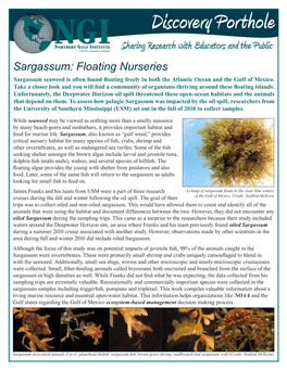 Sargassum Floating Nurseries