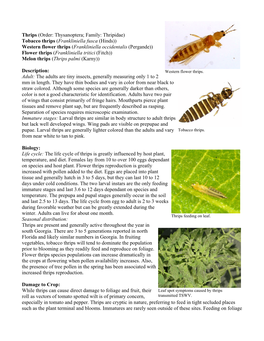 Thrips (Order: Thysanoptera; Family: Thripidae) Tobacco Thrips