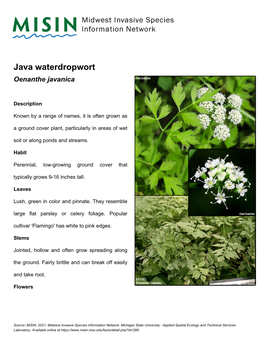 Java Waterdropwort Oenanthe Javanica