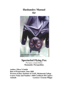 Spectacled Flying Fox Pteropus Conspicillatus Mammalia: Pteropodidae