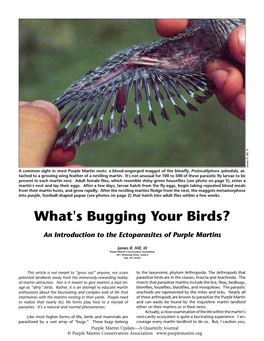 What's Bugging Your Birds?