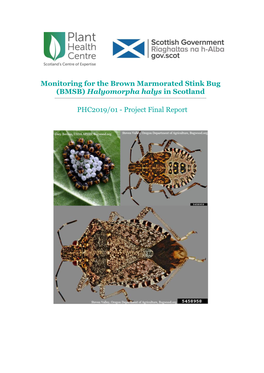 Monitoring for the Brown Marmorated Stink Bug (BMSB) Halyomorpha Halys in Scotland