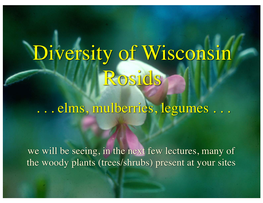 Diversity of Wisconsin Rosids