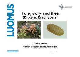 Fungivory and Flies (Diptera: Brachycera)