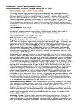 Spruce Needle Rust -Chrysomyxa Abietis Chrysomyxa Abieitis Is an Autoecious Microcyclic Rust, Producing the Telial Stage on the Needles of Species of Picea (Spruce)