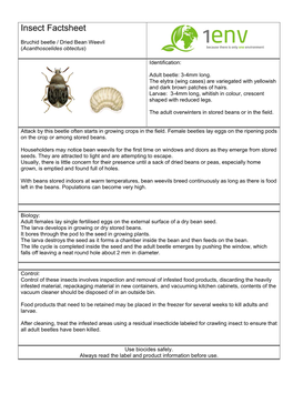 Dried Bean Weevil (Acanthoscelides Obtectus)