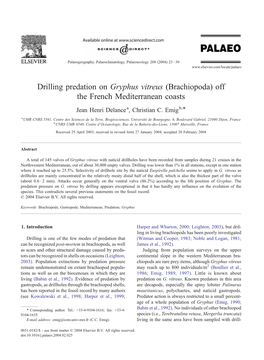 Drilling Predation on Gryphus Vitreus (Brachiopoda) Off the French Mediterranean Coasts