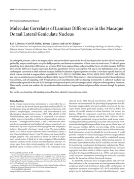 Molecular Correlates of Laminar Differences in the Macaque Dorsal Lateral Geniculate Nucleus