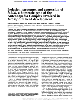 Labial, a Homeotic Gene of The