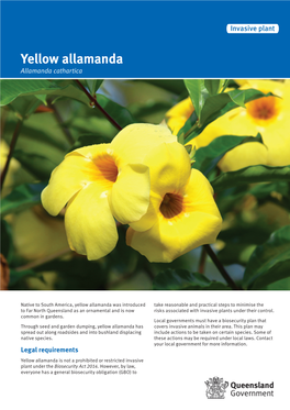 Yellow Allamanda Allamanda Cathartica