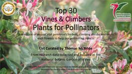 Top 30 Vines & Climbers for Pollinators