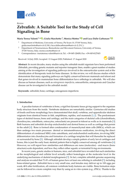 Zebrafish Turns out to Be a Very Useful Model for Studying This [24]