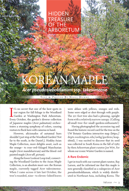 KOREAN MAPLE Acer Pseudosieboldianum Ssp