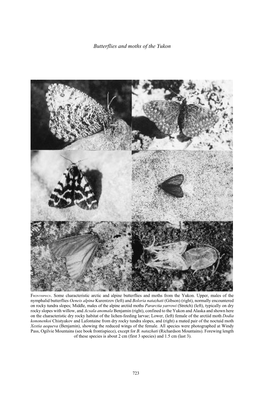 Butterflies and Moths of the Yukon