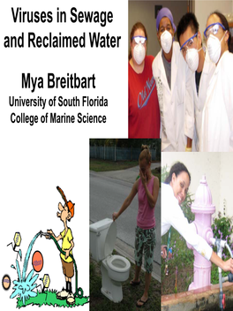 Viruses in Sewage and Reclaimed Water Mya Breitbart University of South Florida College of Marine Science Virus